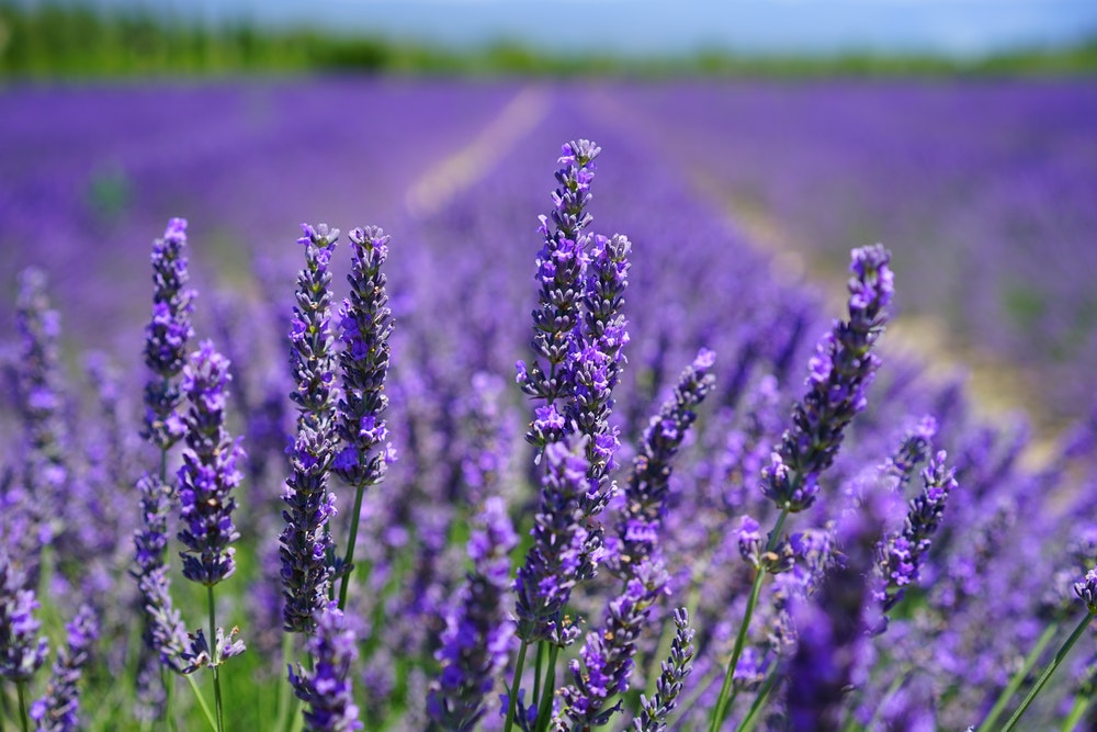 Australian Lavender plants