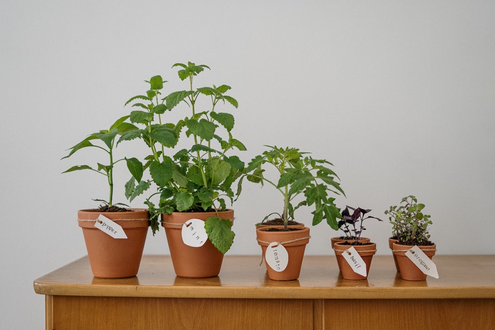 growing herbs at home