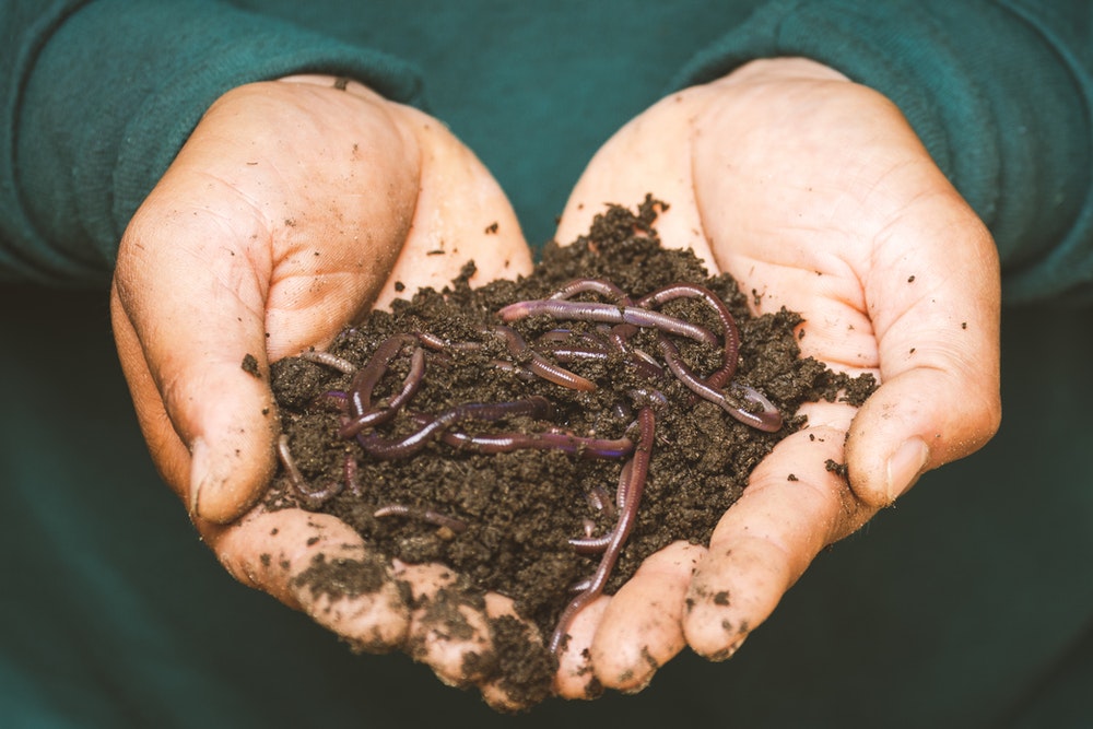 Results of making compost