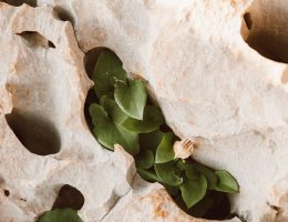 Expert Tips on Ways to Clean Limestone Retaining Walls