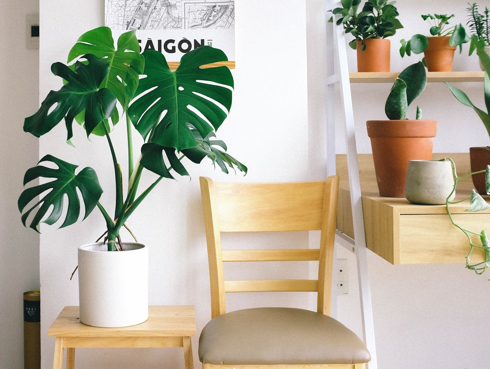 The Easiest Indoor Plants Available