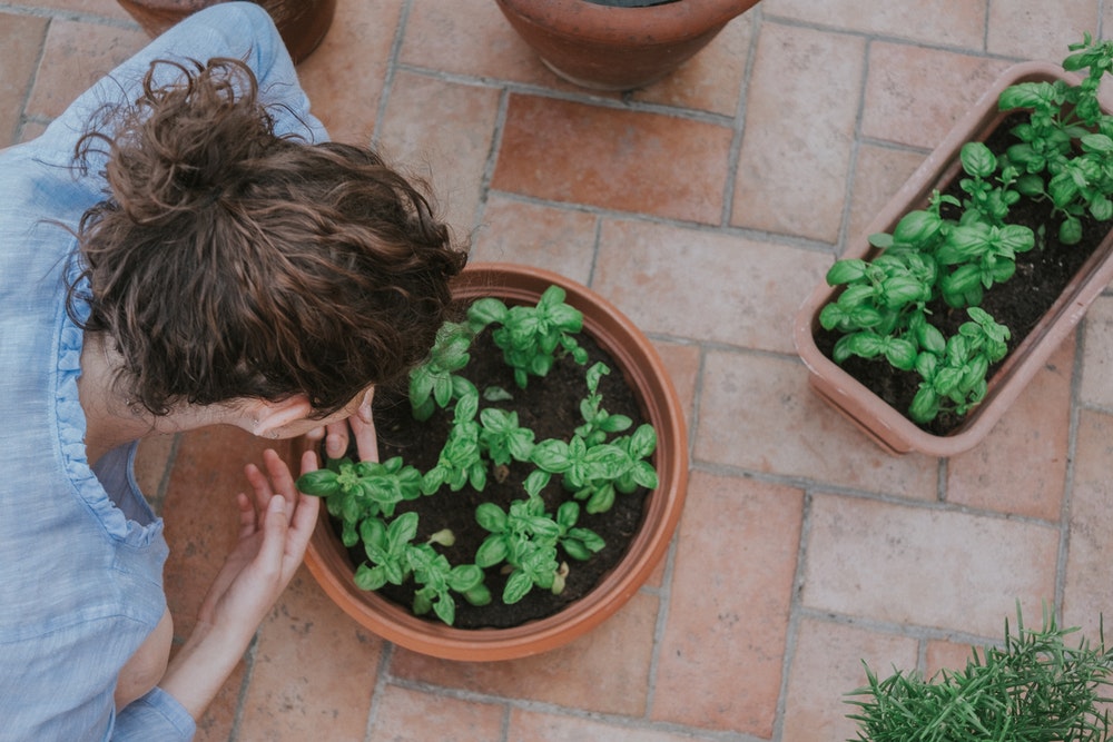 Growing your own herbs or fruit and vegetables