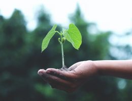 How to Prepare Garden Soil for Planting