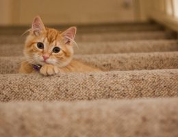 Facts About the New Ruling on NSW Strata Pet by-Laws
