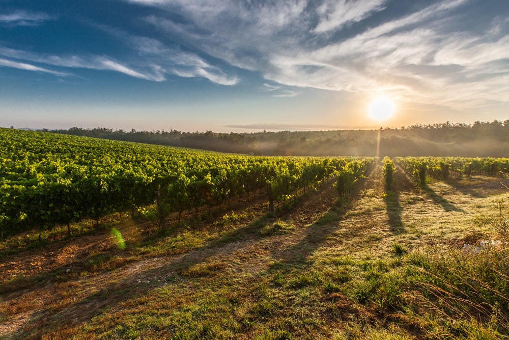 Top Australian Wine Regions You Need to Visit