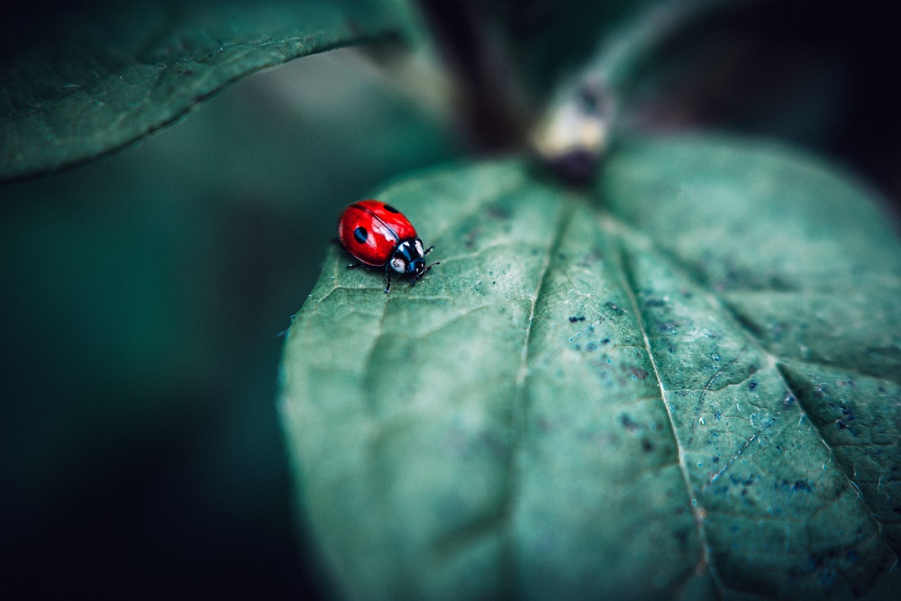Lady bird on a leaf
