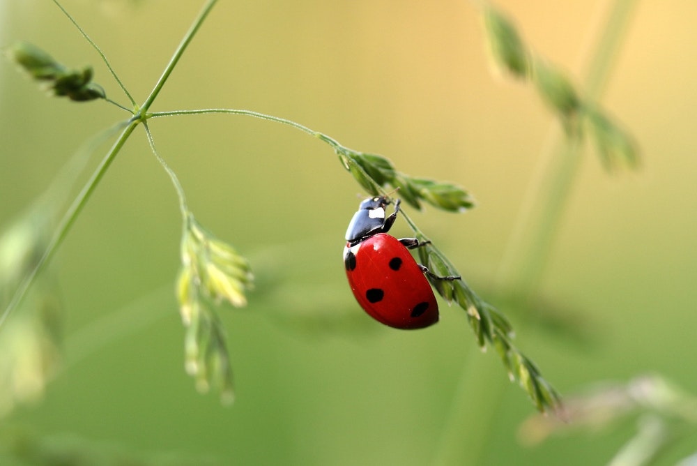 Guide to Lady Birds: Queen Insects of the Australian Garden
