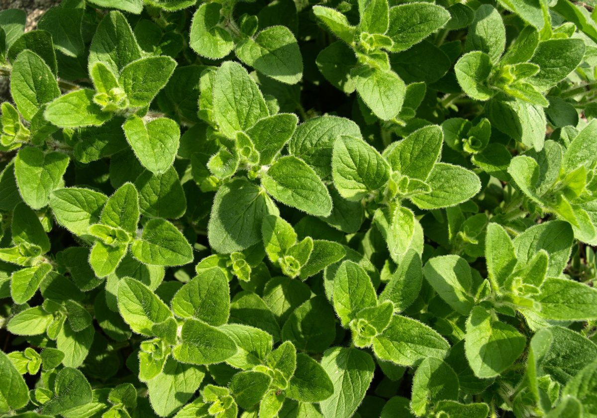 Complete Guide to Growing Oregano in Perth