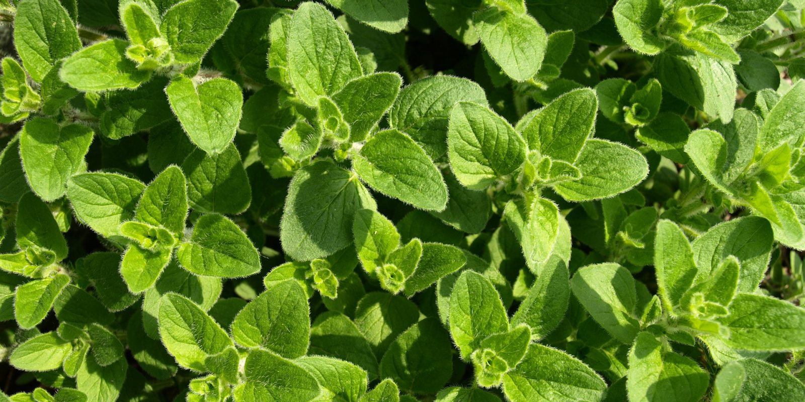 Complete Guide to Growing Oregano in Perth