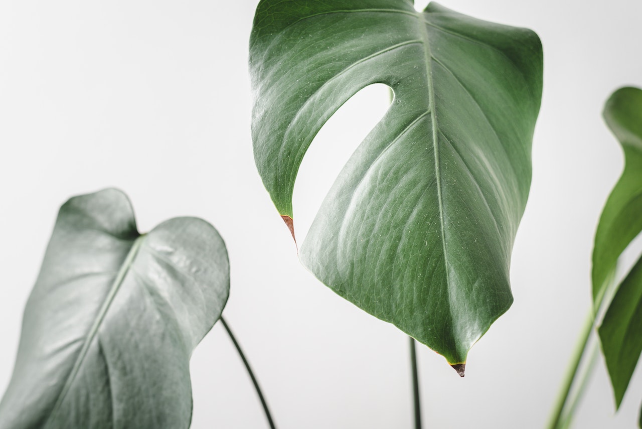 Indoor Plants in Australia