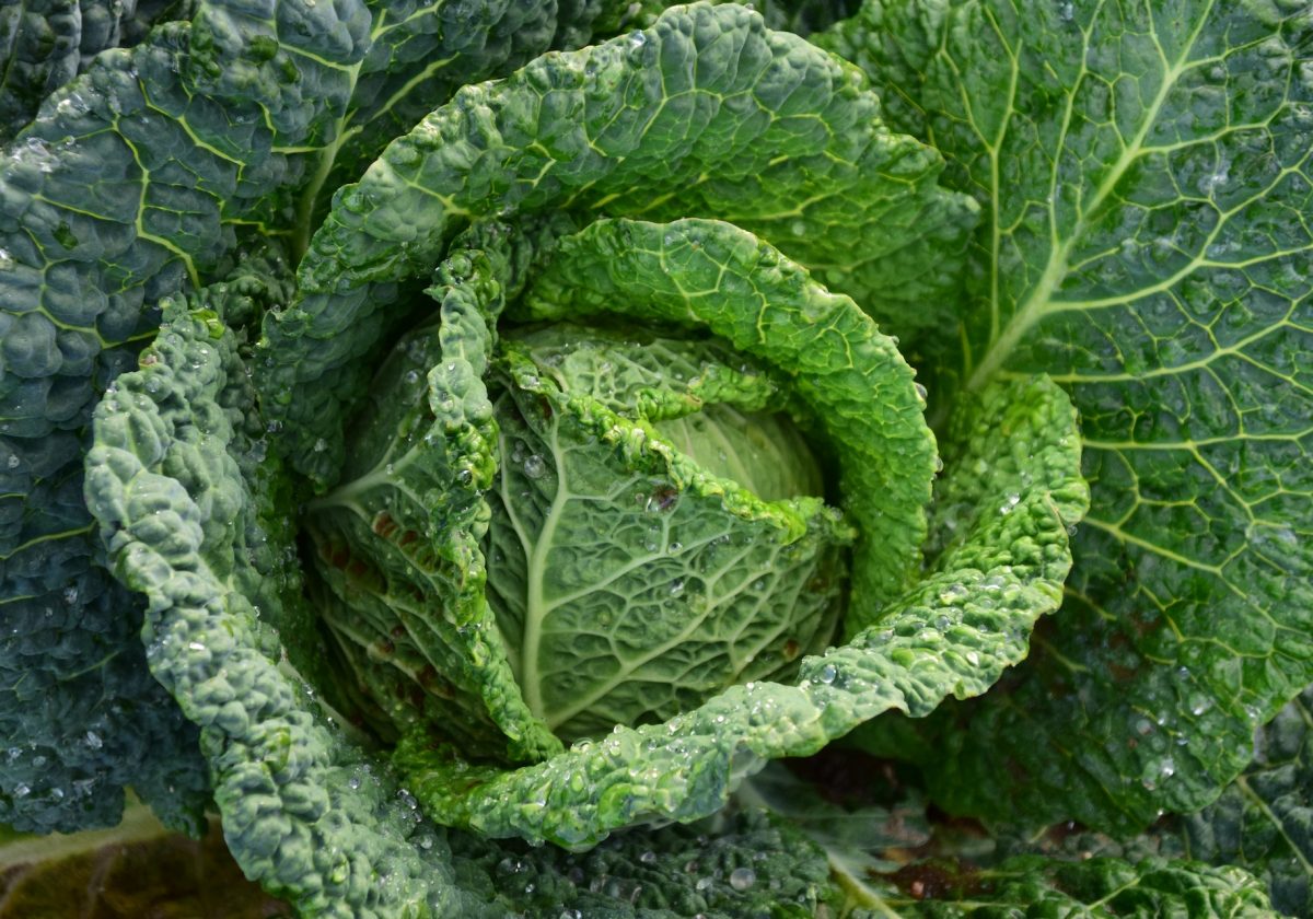 Cabbage