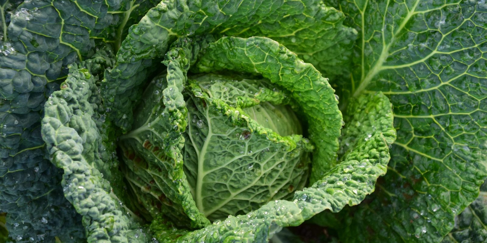 Cabbage