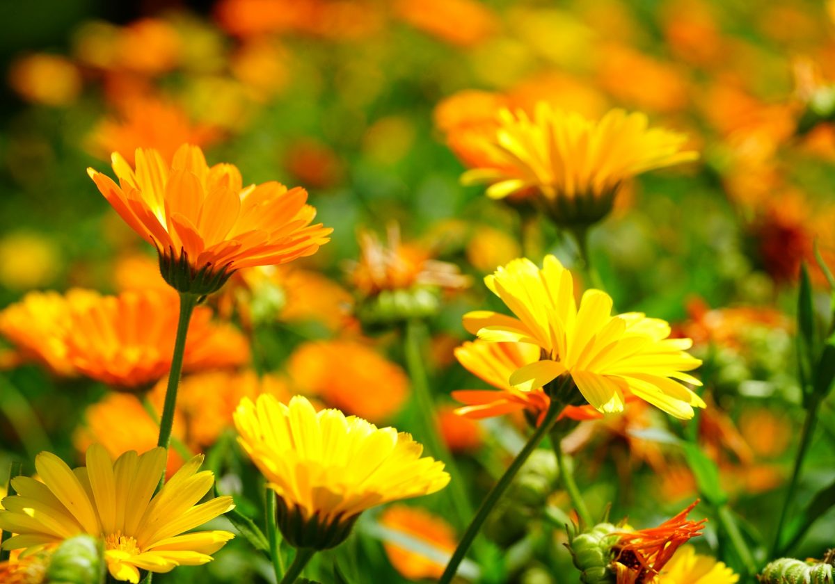 Calendula