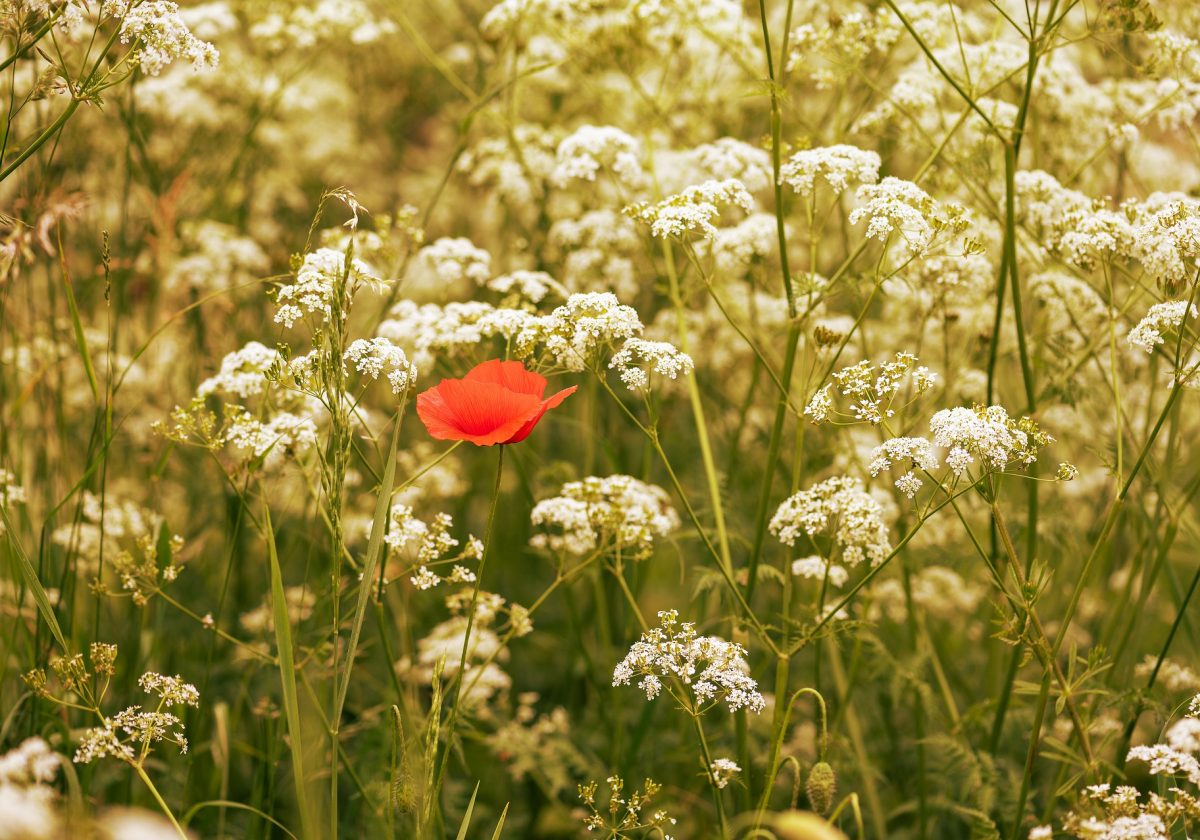 Caraway