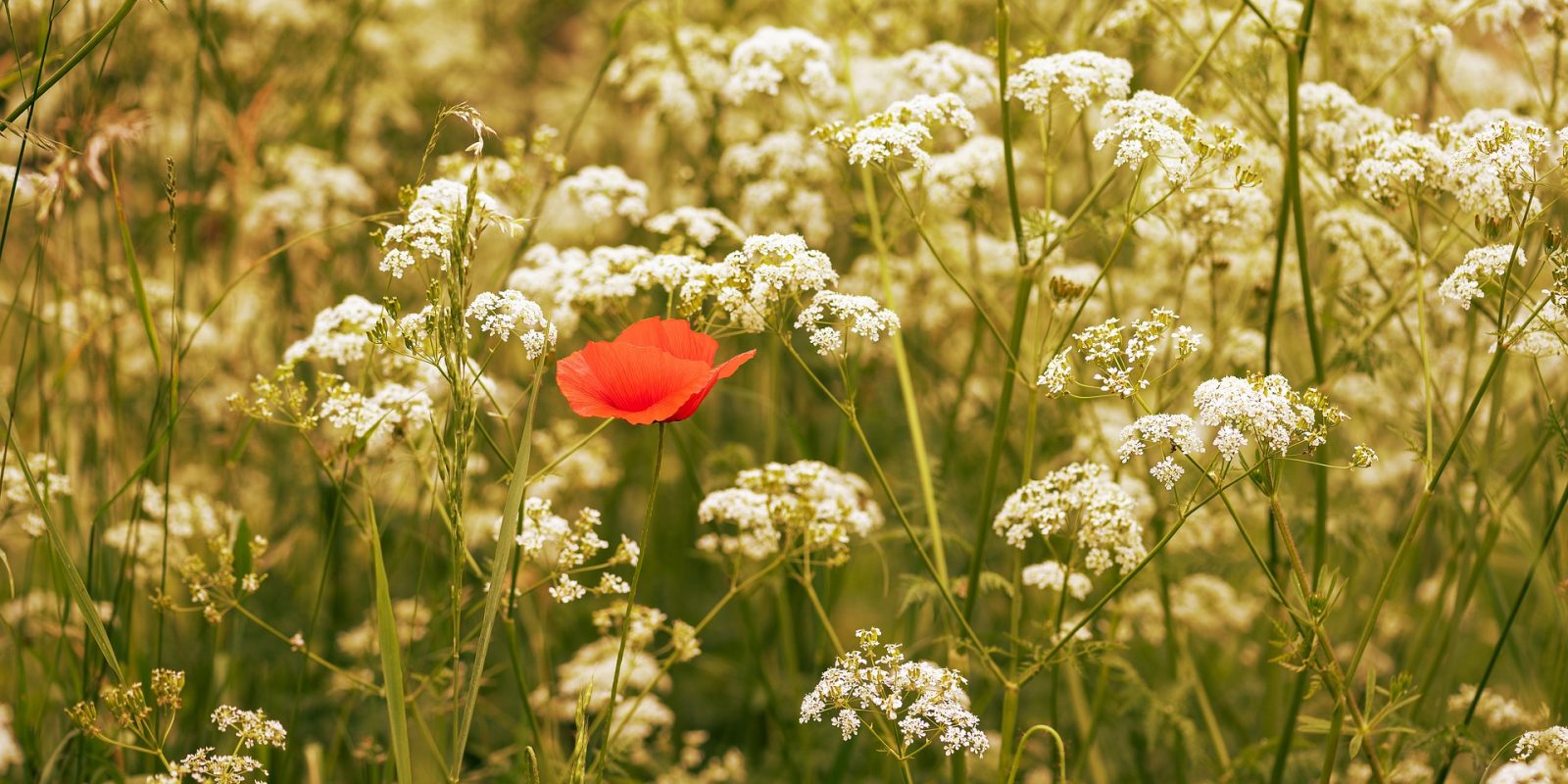 Caraway