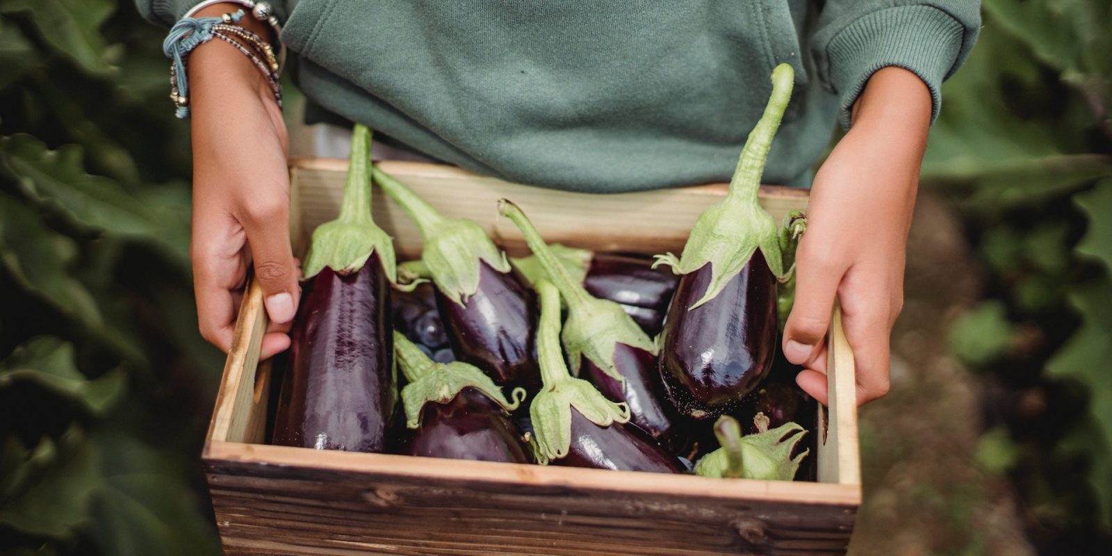 Eggplant