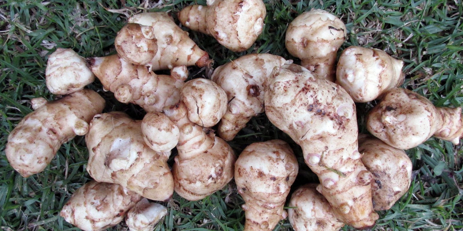 Jerusalem Artichoke