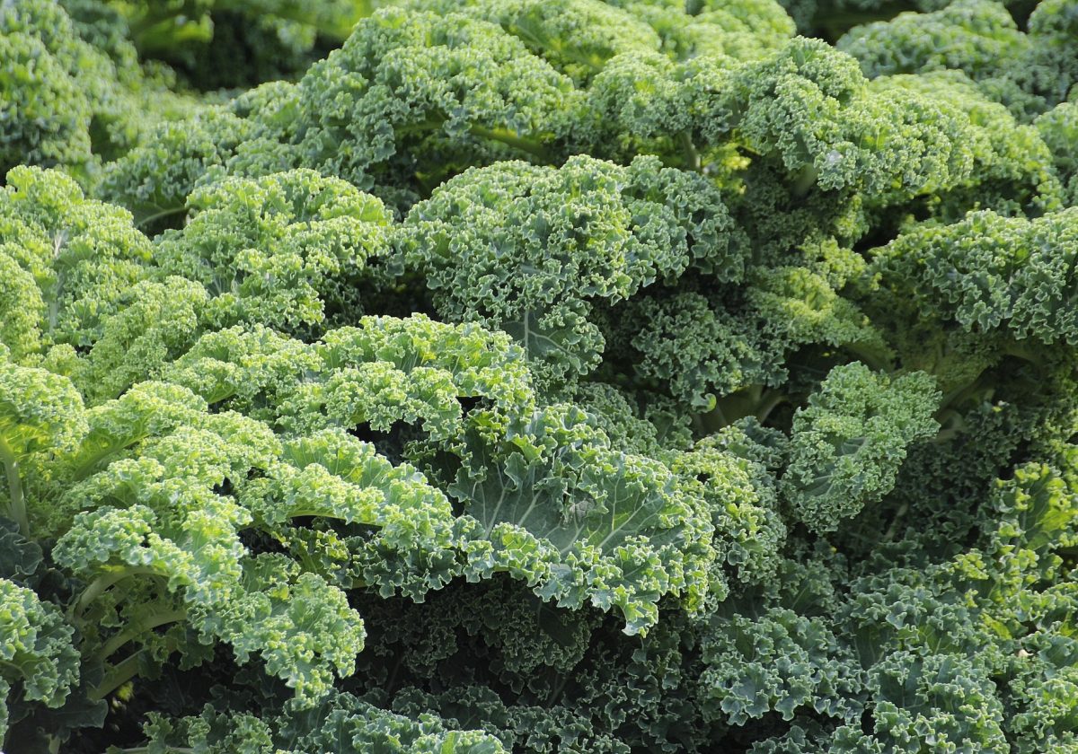 Kale
