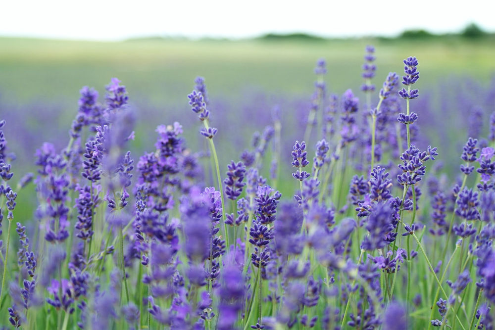 Complete Guide to Growing Lavender in Perth