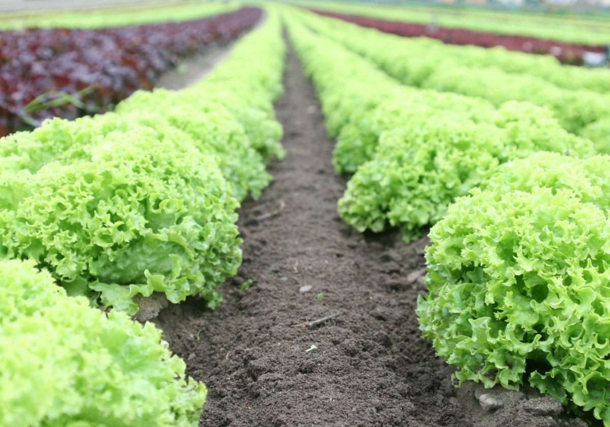 Lettuce, summer