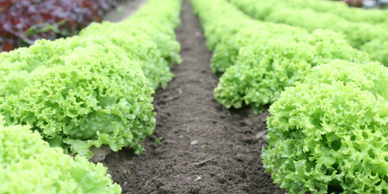 Lettuce, summer