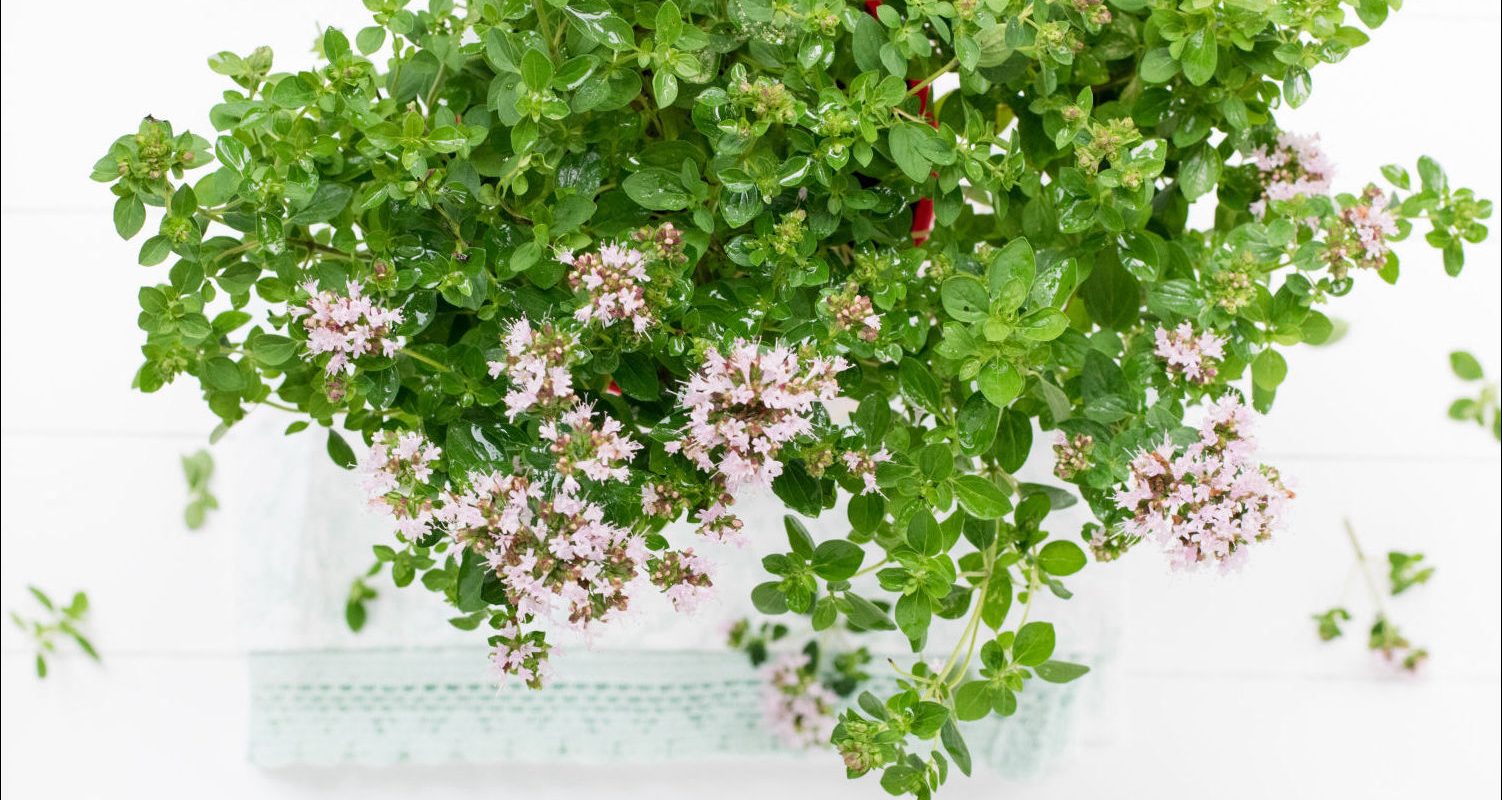 Complete Guide to Growing Marjoram in Perth