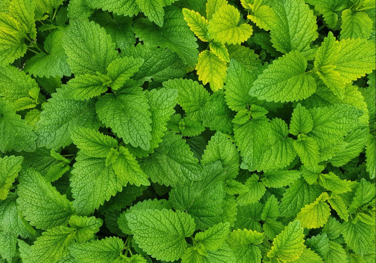 Complete Guide to Growing Mint in Perth