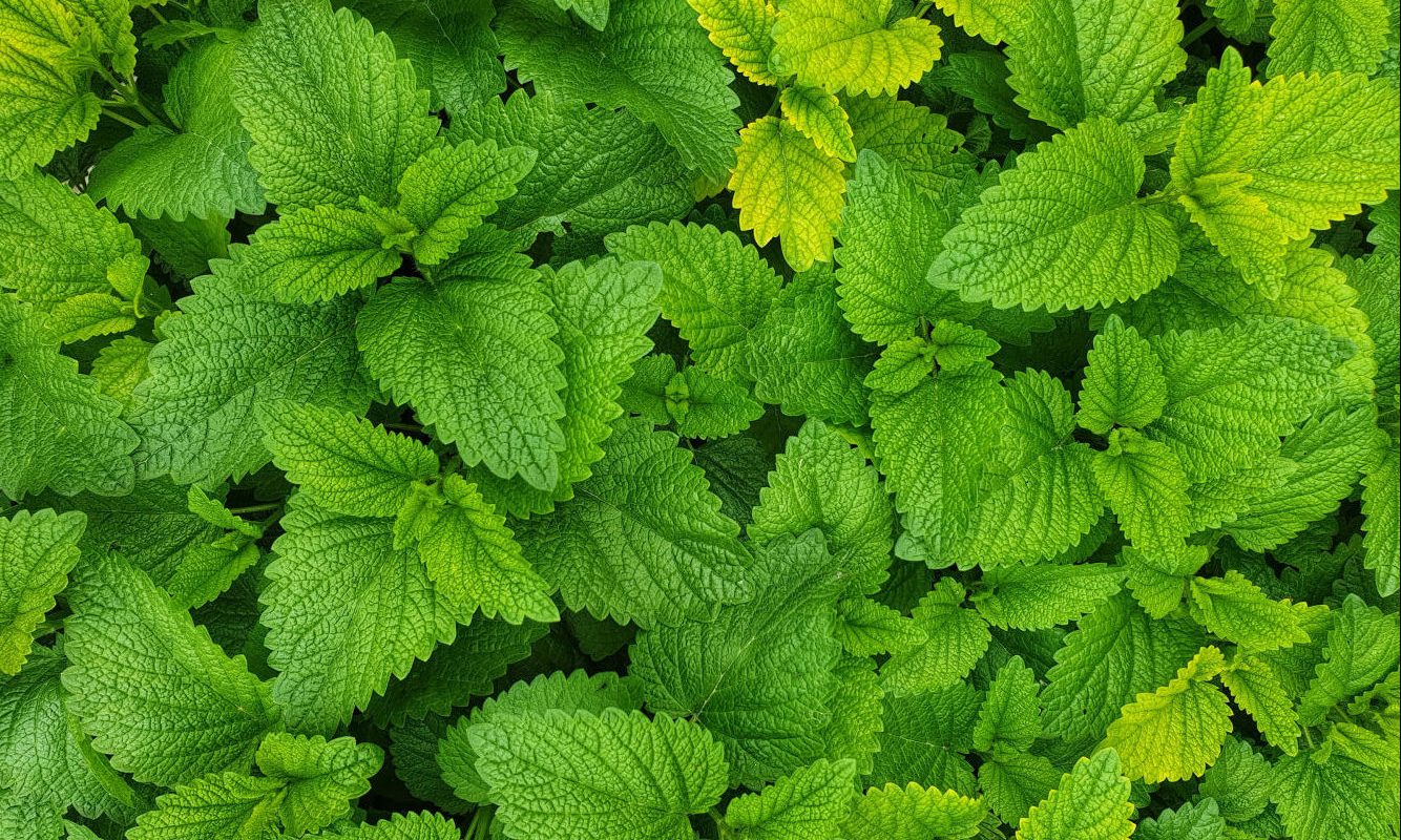 Complete Guide to Growing Mint in Perth