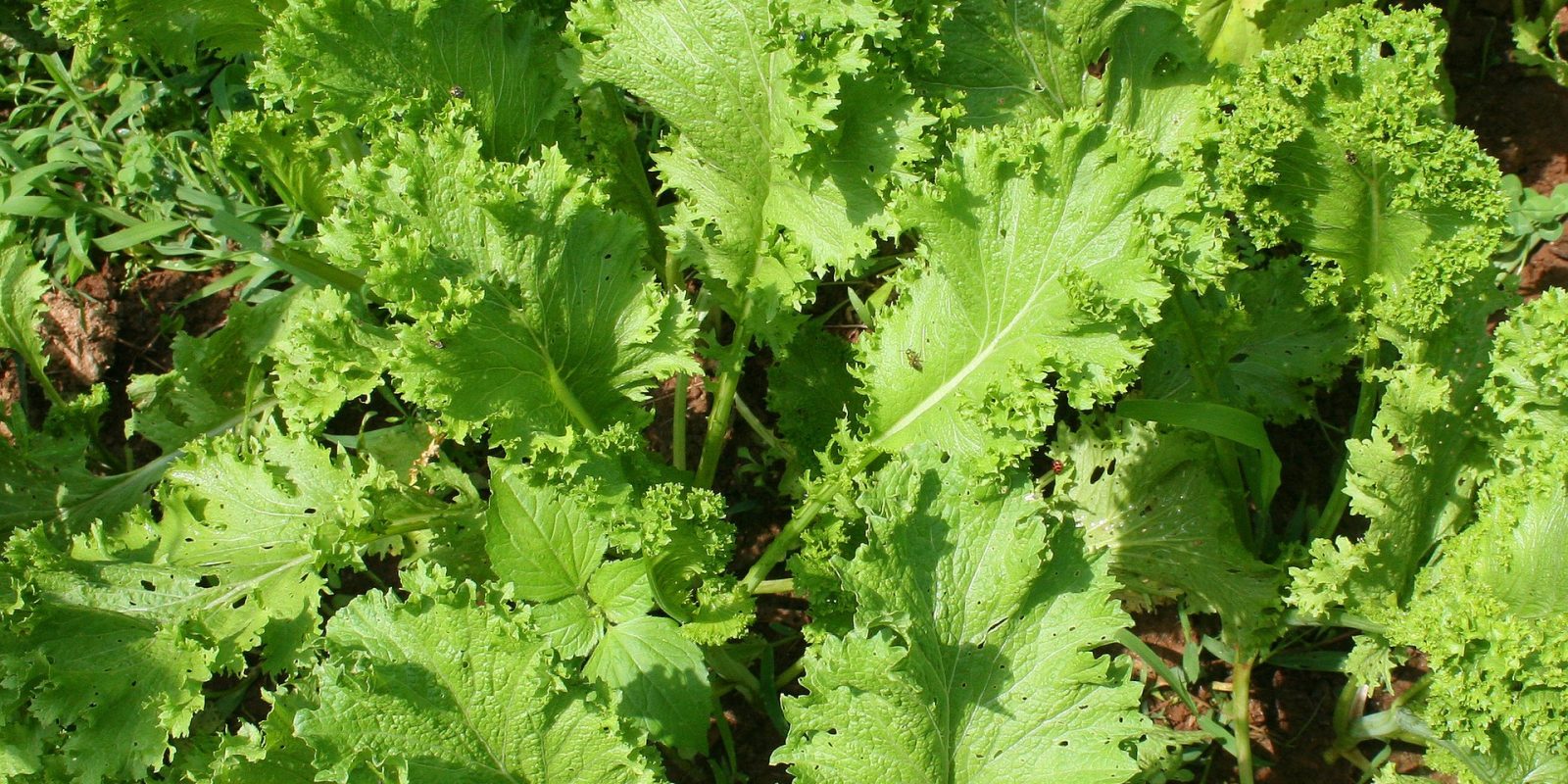 Mustard Greens
