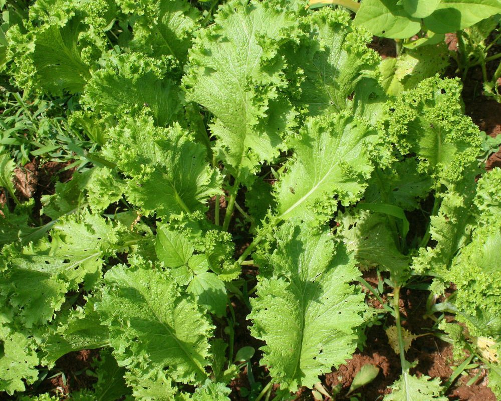 Complete Guide to Growing Mustard in Perth