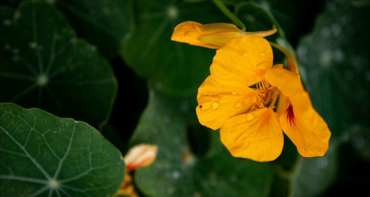 Complete Guide to Growing Nasturtium in Perth