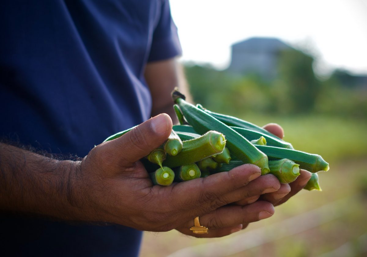 Okra