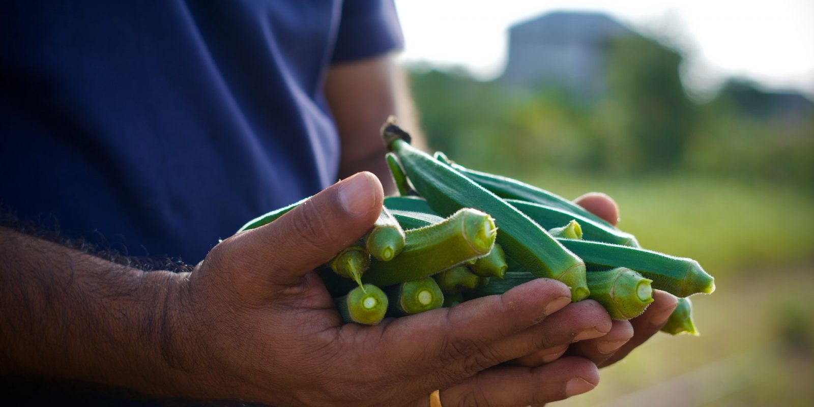 Okra