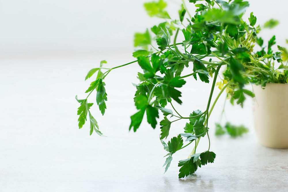 Complete Guide to Growing Parsley in Perth