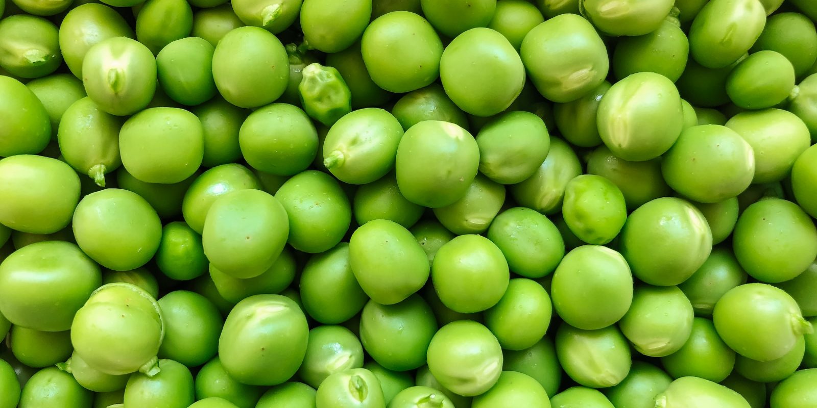 Pea