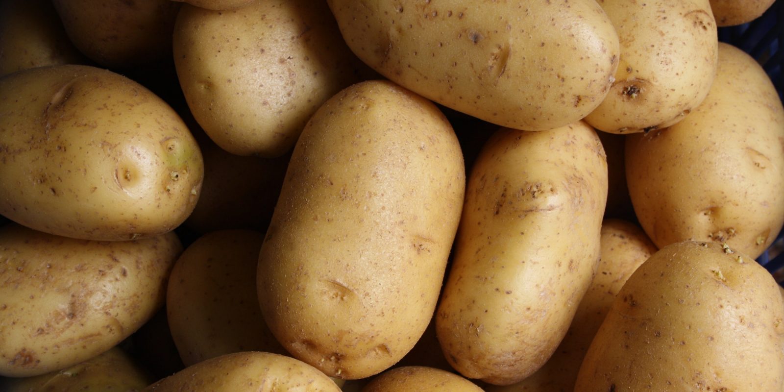 Potato