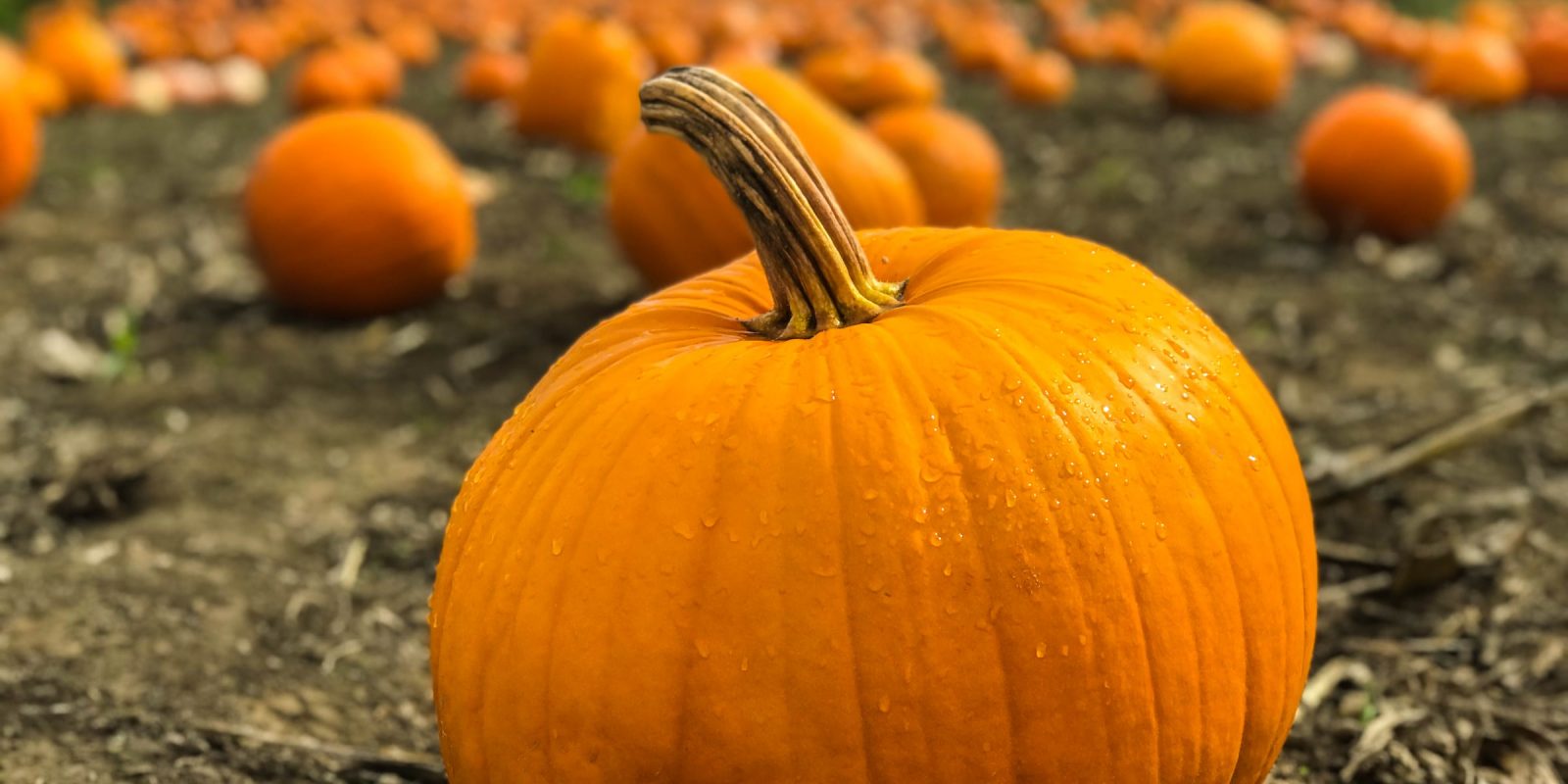 Pumpkin
