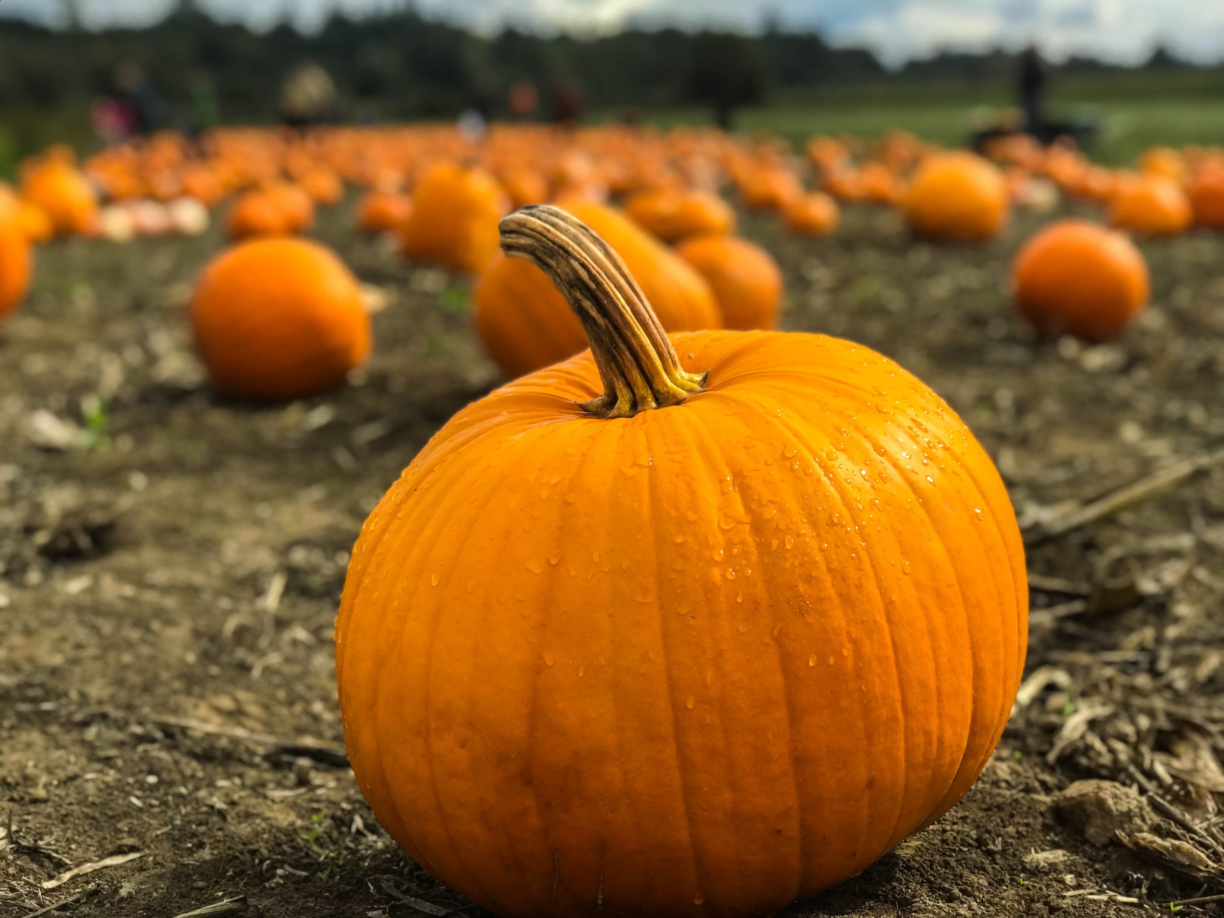 How to Grow Pumpkin at Home EPHAS