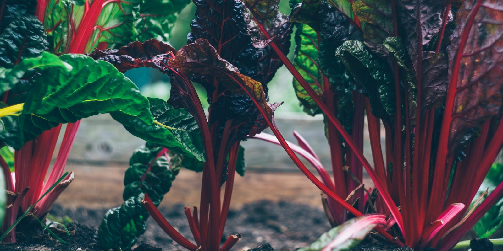 Rhubarb