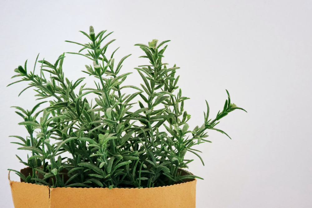 Complete Guide to Growing Rosemary in Perth