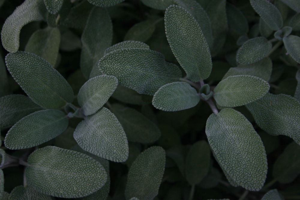 Complete Guide to Growing Sage in Perth