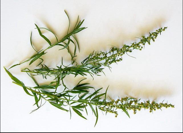 Complete Guide to Growing Tarragon in Perth