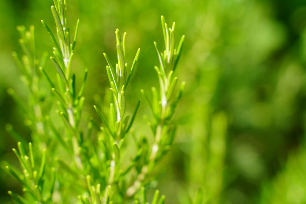 Complete Guide to Growing Thyme in Perth