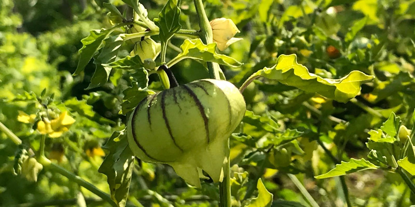 Tomatillo