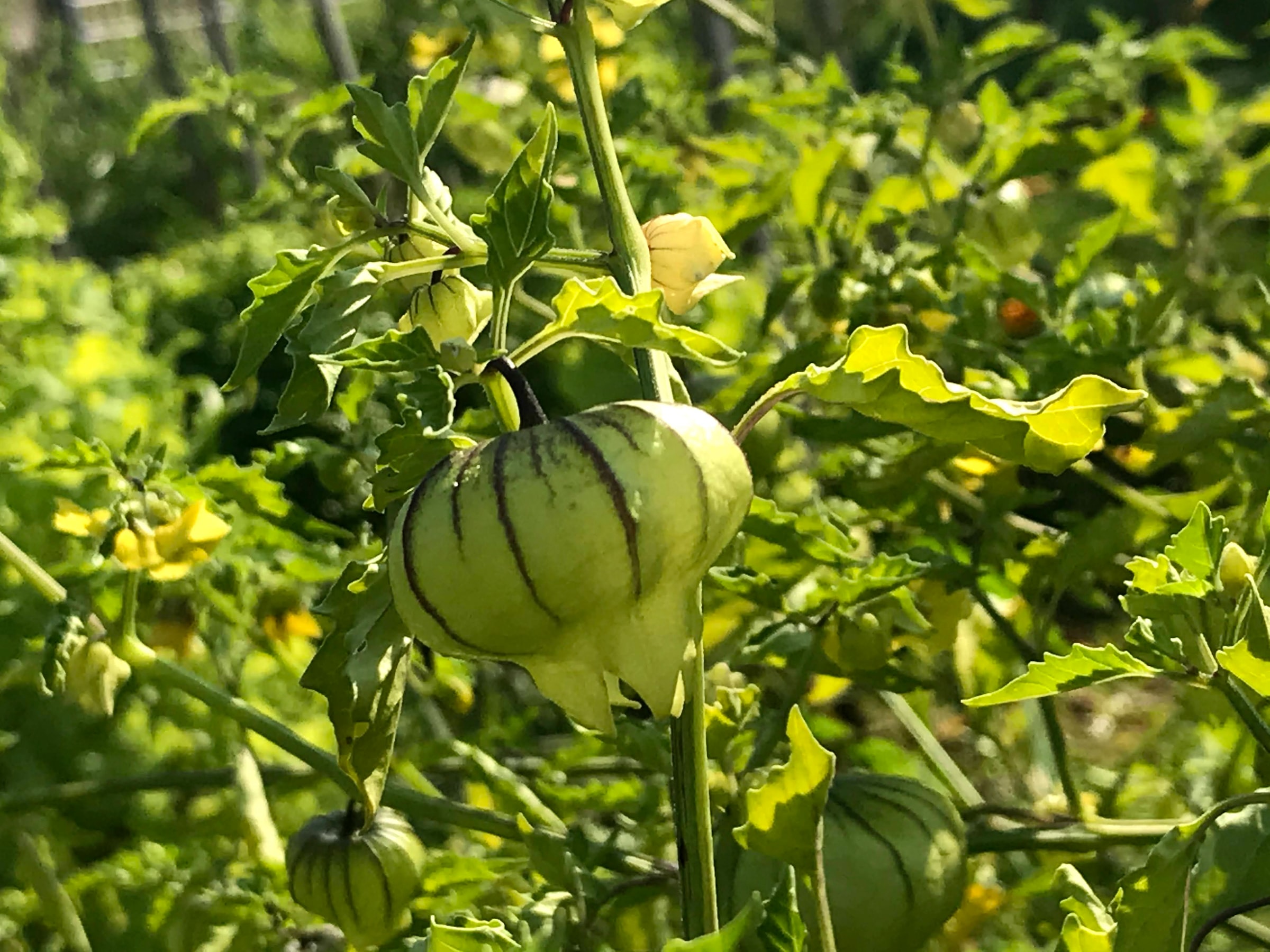 How to Grow Tomatillo at Home EPHAS