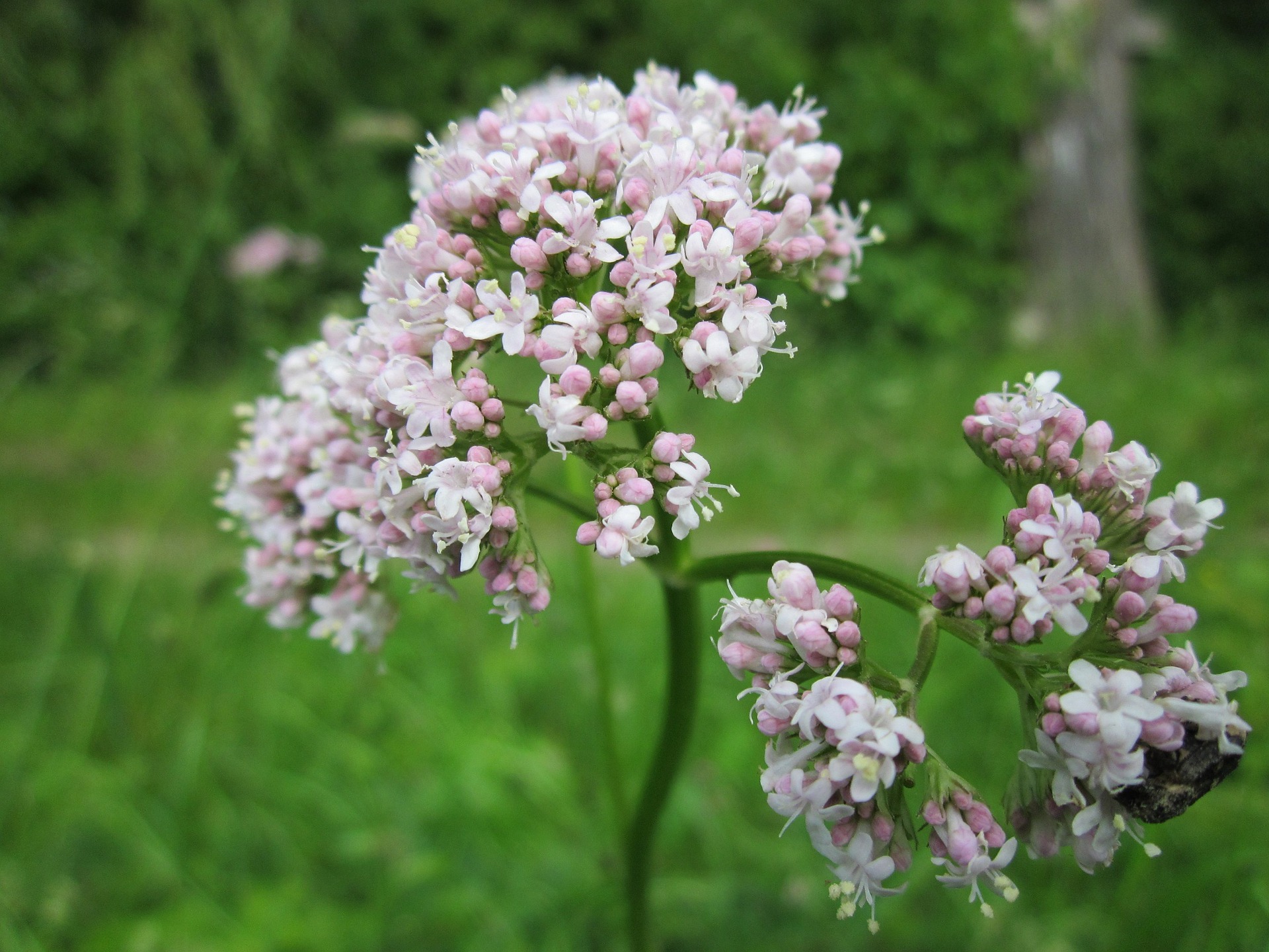 Complete Guide to Growing Valerian in Perth EPHAS