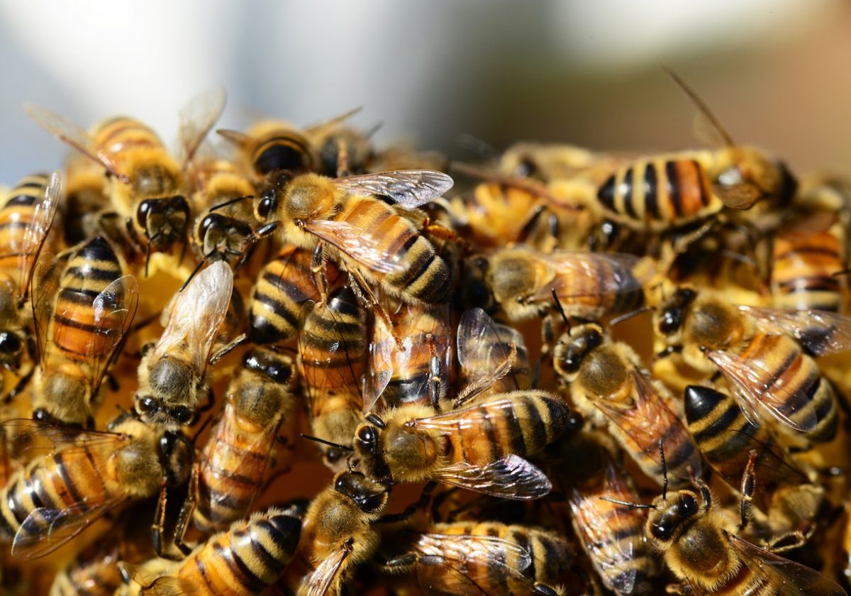 bee swarms