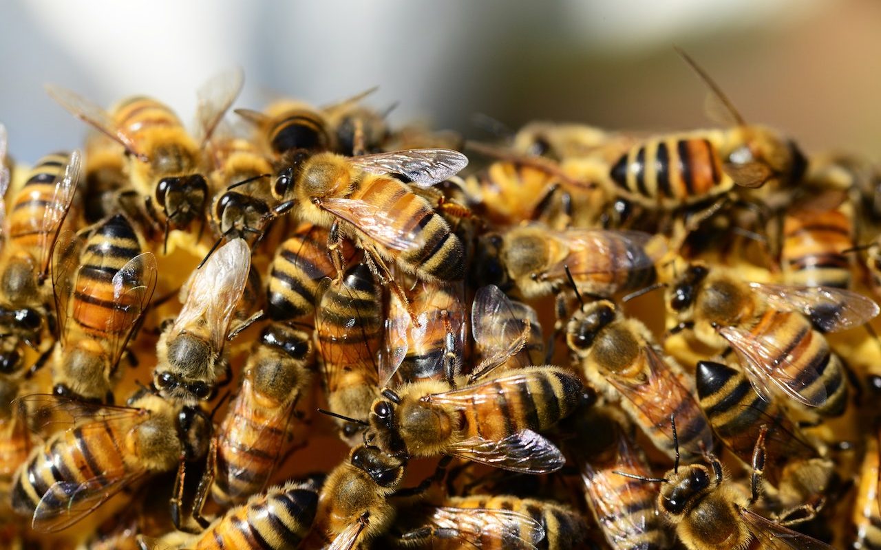 bee swarms