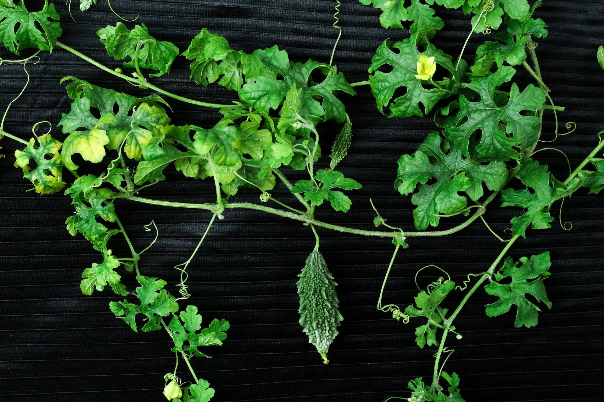 How to Grow Bitter Melon at Home EPHAS