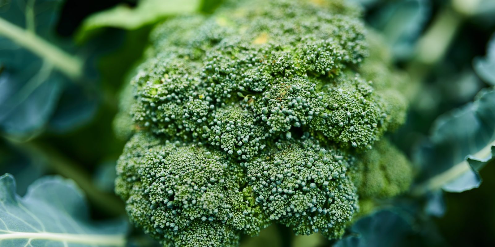 broccoli
